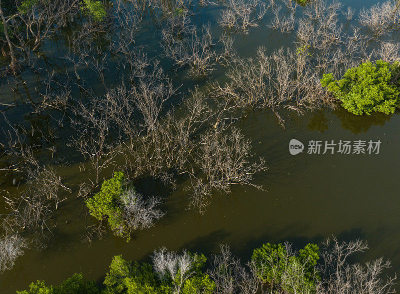 天江省Tan Thanh海滩红树林沼泽的航拍摘要照片